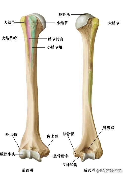 张梅刃主任介绍,掰手腕导致肱骨干骨折的危险因素包括反复掰手腕运动