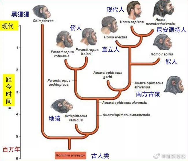 地球上原本并没有人,那么第一个男人和女人是怎么来的?|生物学与医学|进化论|进化|人类|古猿_新浪新闻