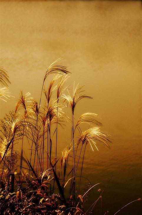 且听风吟声静看芦苇花