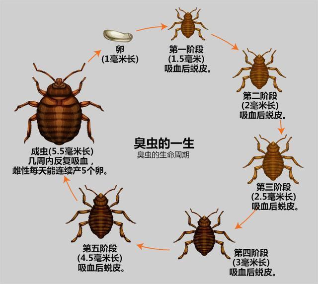 臭蟲尹錫悅夫婦去歐洲帶過來的思密達怎麼來解釋這次臭蟲危機