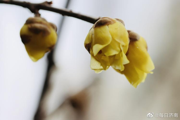 寒梅开放,清香四溢