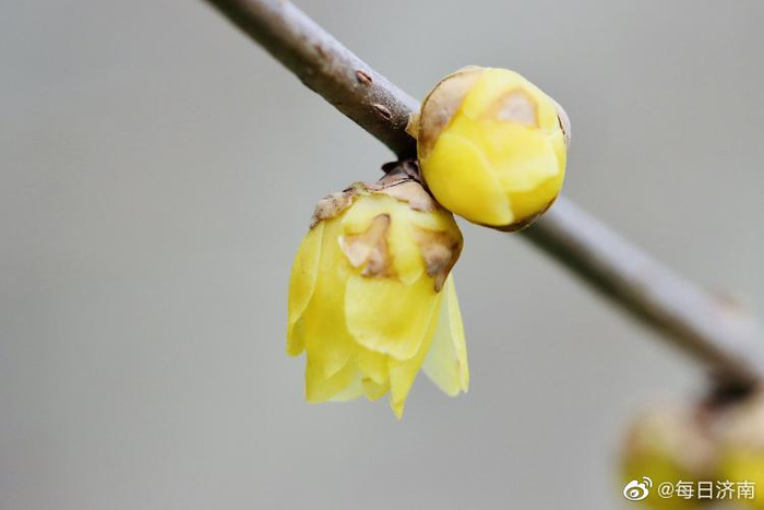 寒梅开放,清香四溢