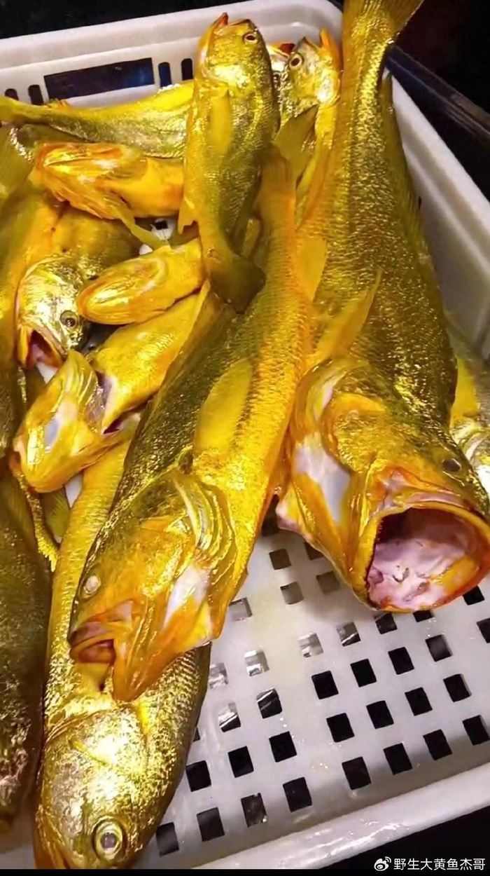 宁德野生大黄鱼介绍及清蒸野生大黄鱼的最佳做法__财经头条