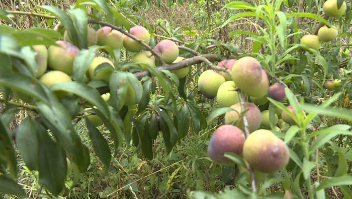 普定县补郎乡:"半边红"李子为乡村振兴添动力