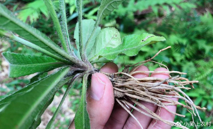 看到一定要拔回去|草药|地胆|煲汤_新浪新闻