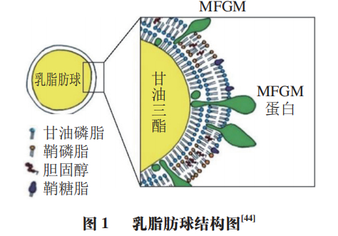 东北农业大学食品学院李晓东教授等:人乳与牛乳脂肪球的主要成分|牛乳