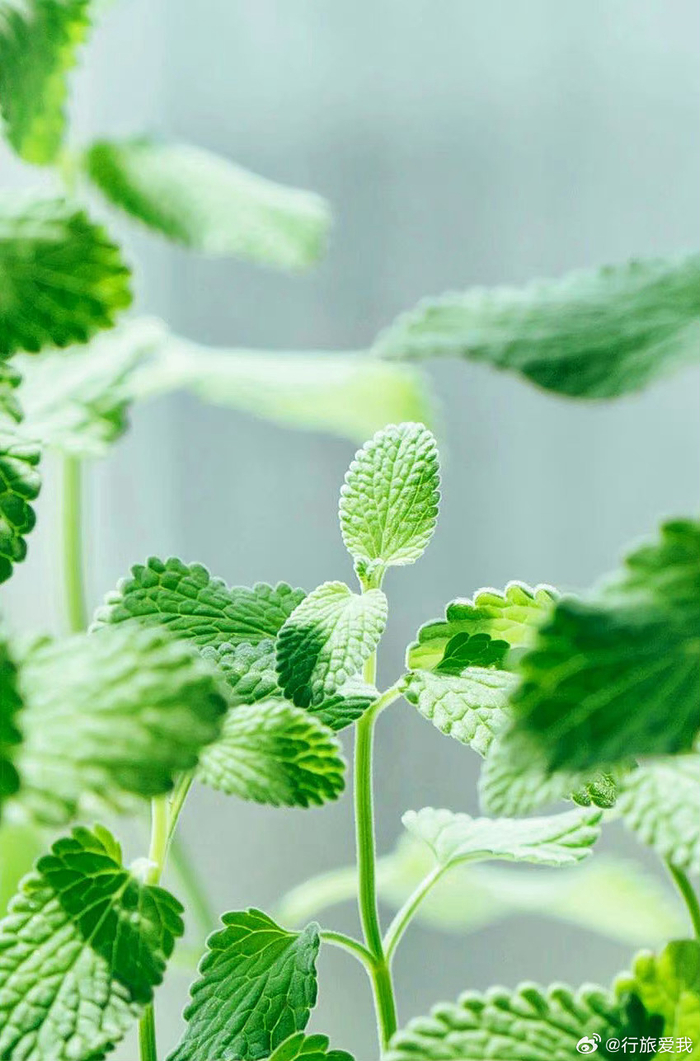 牡丹影晨嬉成画薄荷香中醉欲颠