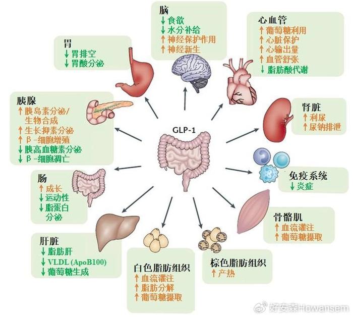 利拉鲁肽进针示意图图片