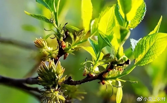 有着"植物黄金"之称的杜仲树,全株价值珍贵,树皮内