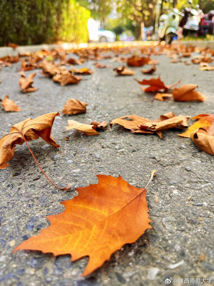 秋意渐凉 一叶金黄尽染秋 在秋日的色彩中 品味时光缱绻悠长