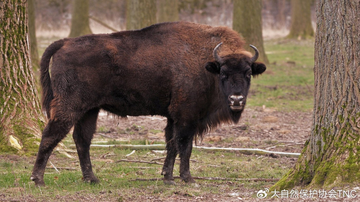 bison)和森林野牛(b. b. athabascae).