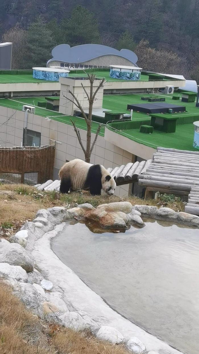 今天在秦岭大熊猫佛坪救护繁育研究基地