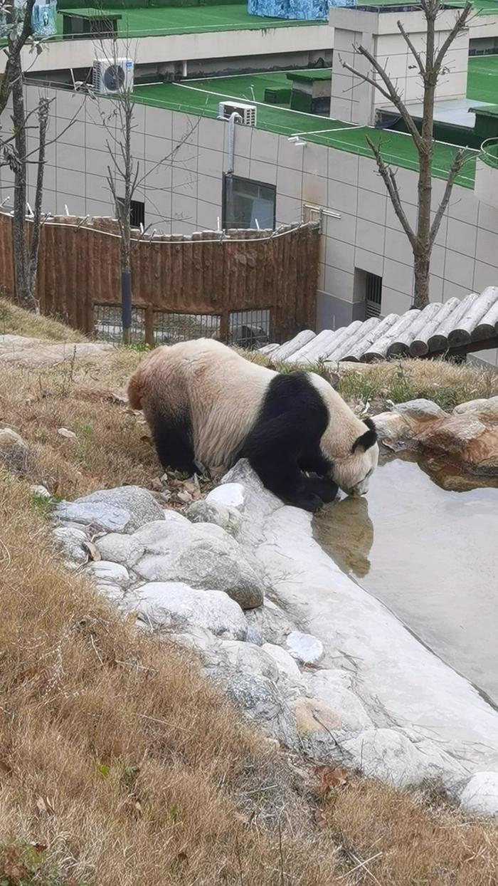 大熊猫雪雪惨死图片