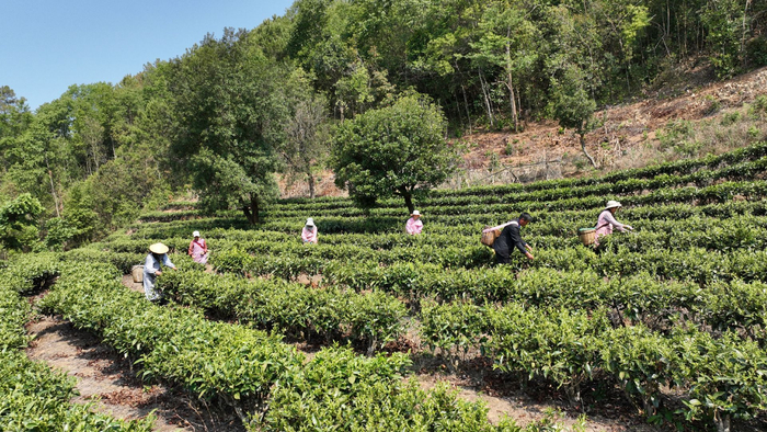 上春山,采春茶,云南昌宁生态茶园抢鲜开采|云南|春茶|昌宁县_新浪新闻