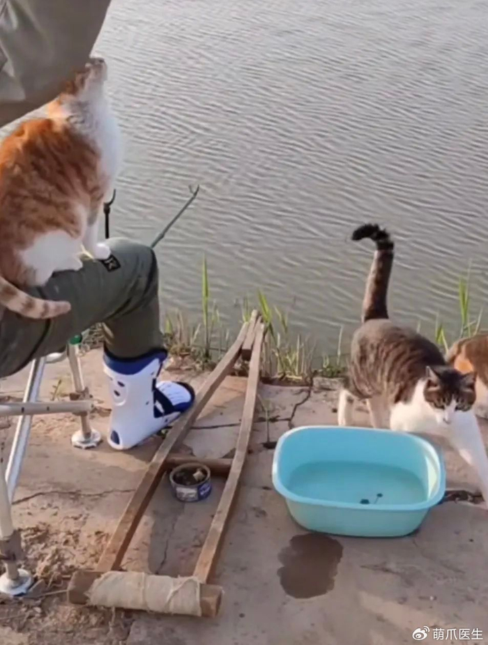 钓鱼佬为猫承包鱼塘,当事人:"没办法,猫定的kpi太高了!