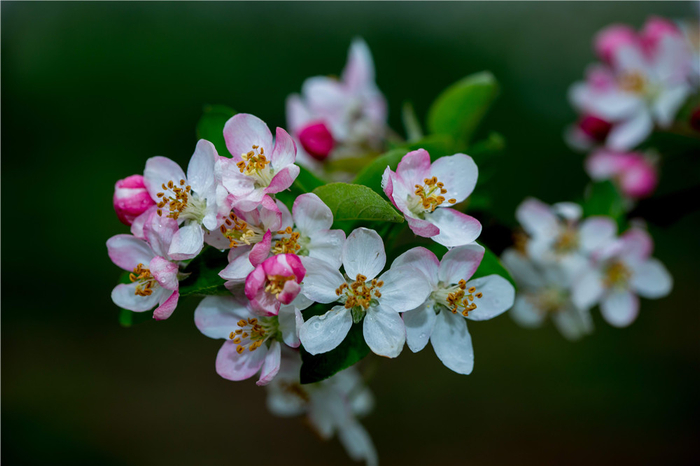 十里昌州海棠梦里棠香人家