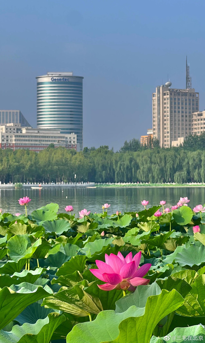 北京莲花池公园 荷花盛开 摄影