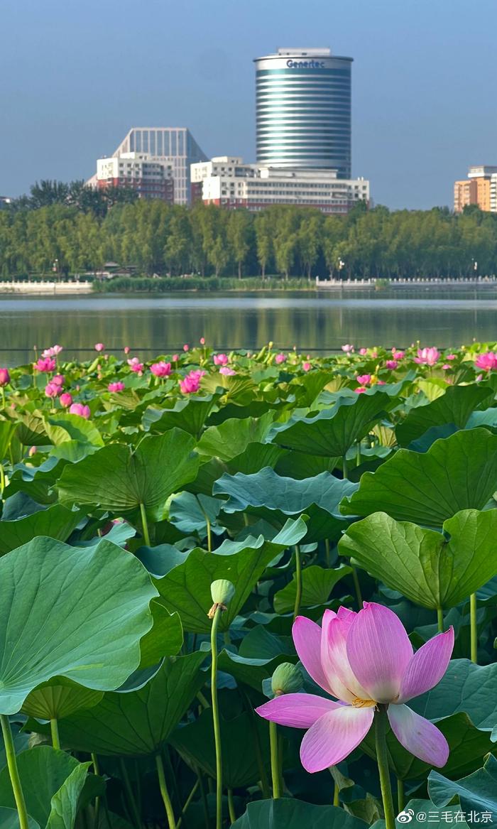 北京莲花池公园图片