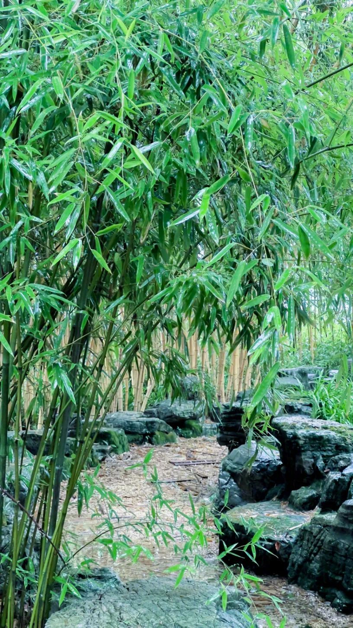 炎炎夏日,来申城这些公园的竹林里降降温吧!