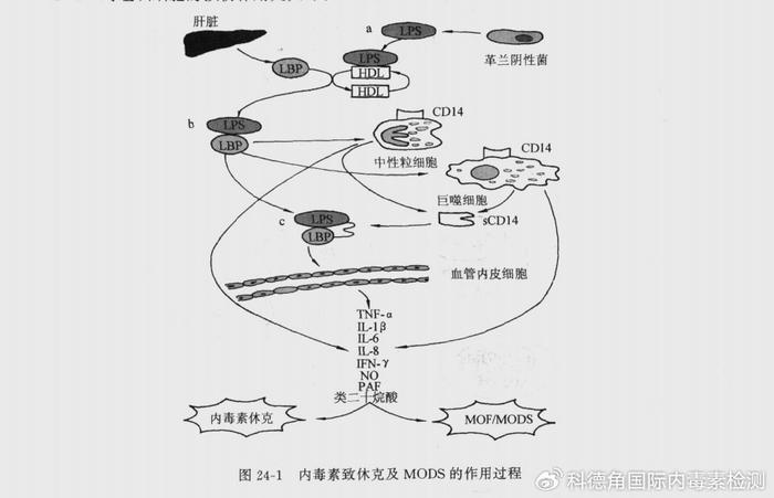 內毒素致休克及mods的作用過程