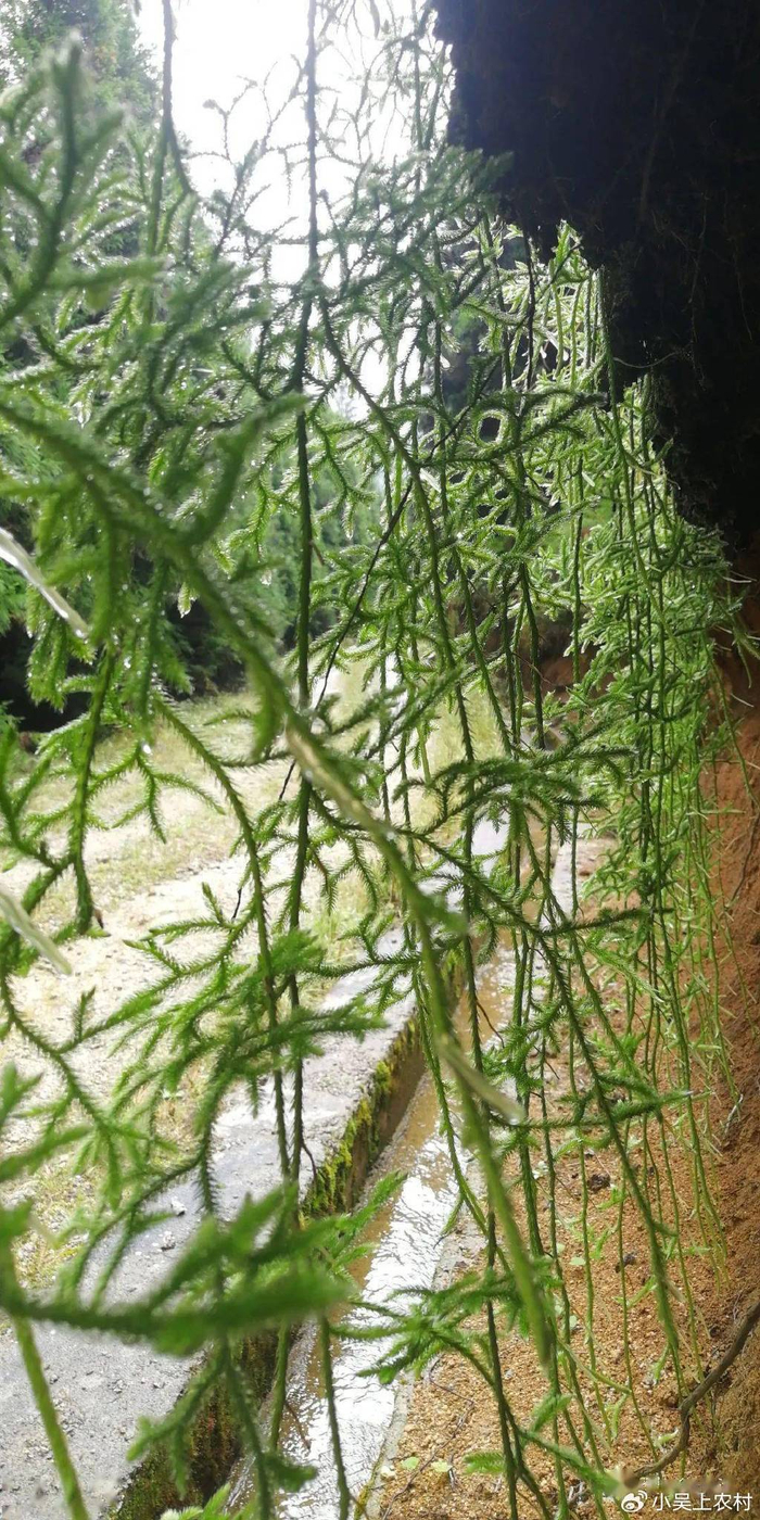 藤石松俗称风湿克星是国家重点二级保护野生植物认识吗