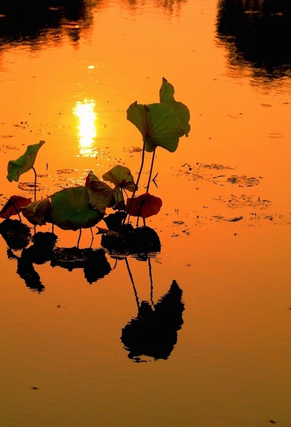 碧水明霞两相照,秋色全在夕阳天