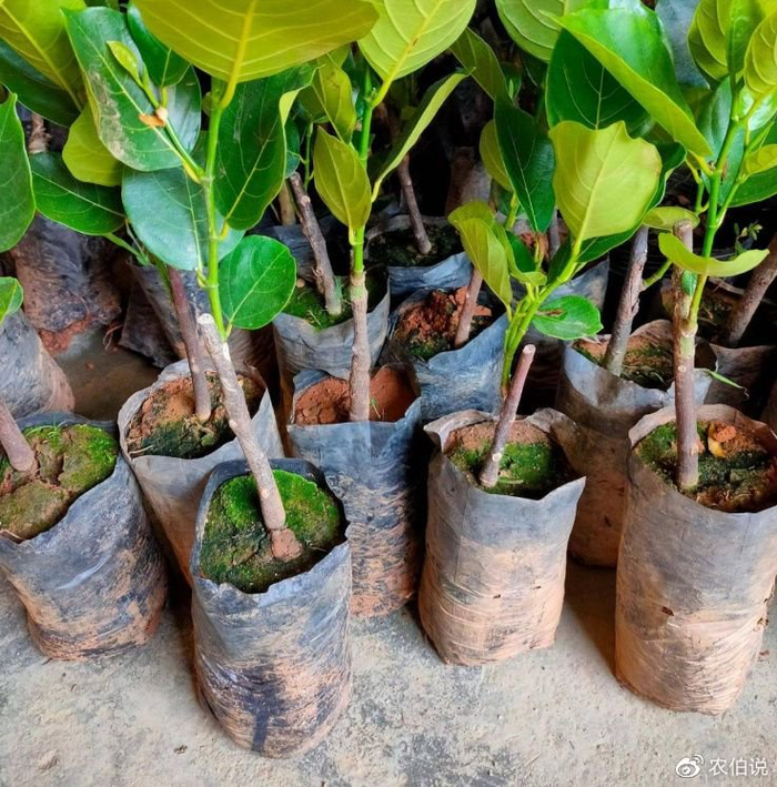 建议3:根据榴莲树的生长状态和季节变化,合理控制浇水