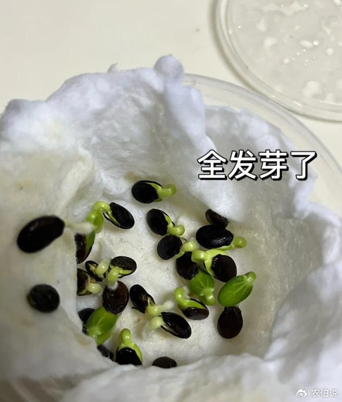 北京一瓜农,种出174斤半超大西瓜,引来无数网友围观,太治愈了