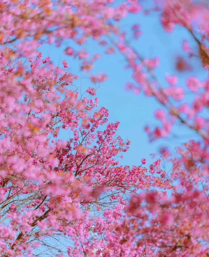 昆明冬樱花,冬季里的粉色浪漫