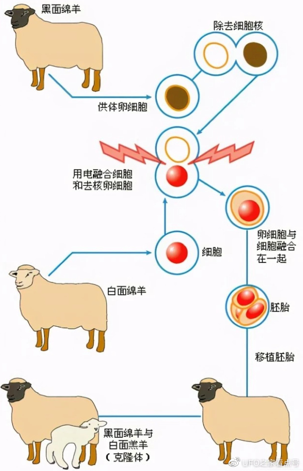 第一只克隆羊“多莉”,后来如何了?变成了怪物?|物种|绵羊|细胞|科学家|人类_新浪新闻