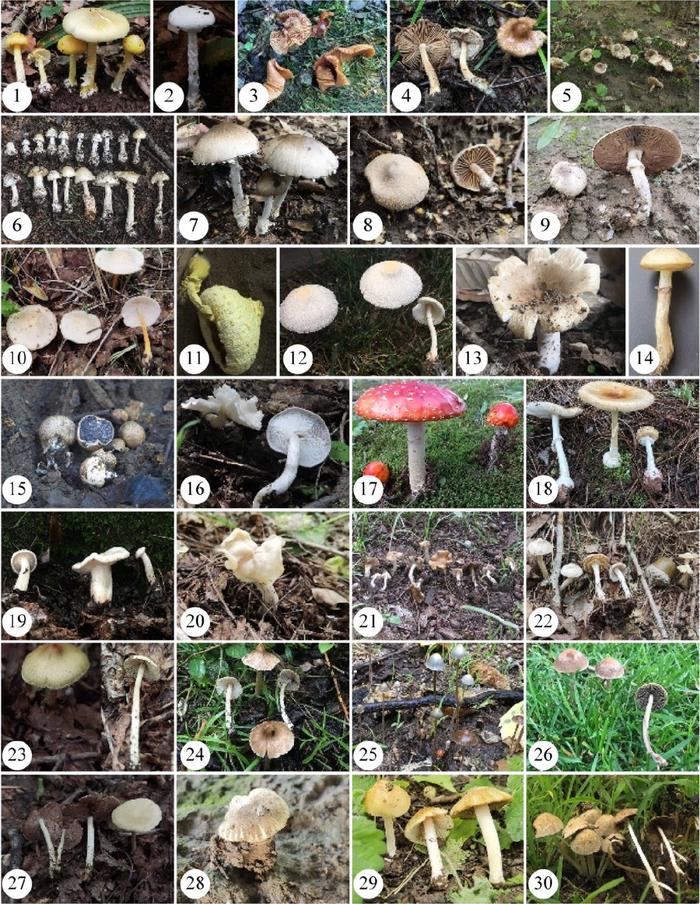 常见毒蘑菇图谱图片
