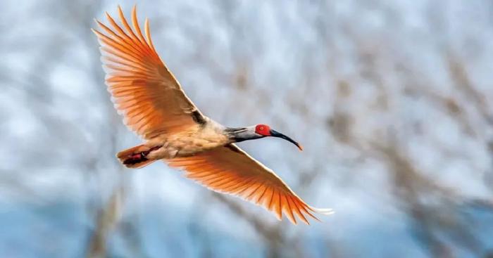 朱鹮是东方特有的鸟类,在18世纪60年代前,曾分布在中国,韩国和日本等