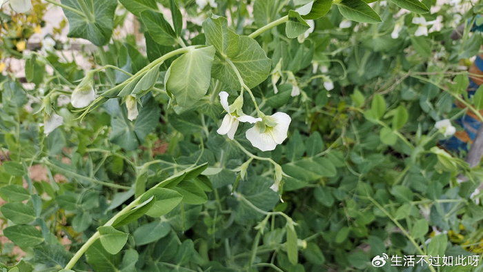 兄弟姐妹交往，谨记这三句话，亲情更长久（收藏）