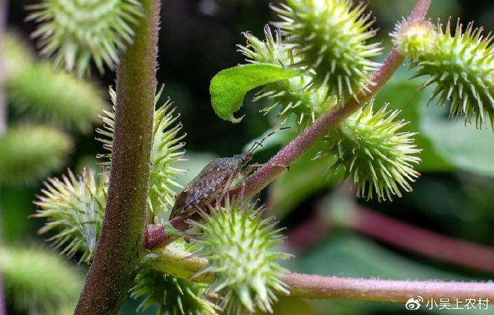 8种带刺植物,人们看到就绕道走,殊不知价值珍贵,有多少人知道__财经头条__新浪财经