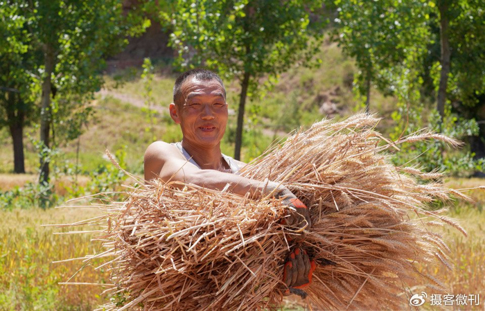 然而,农民们并没有丝毫怨言,他们默默地劳作着,只为了将这片金黄的