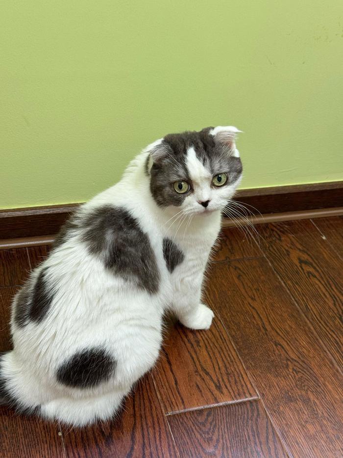 波比糖糖检出白血病抗体阳性但无传染性，四猫隔离治疗中