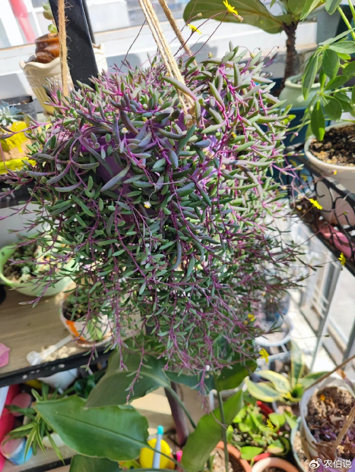 绿萝养烦了,试试这3种"垂吊花",5个月就长成"花帘子"|吊兰|仙人指