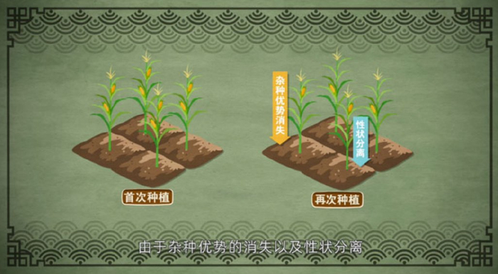 "大话转基因"系列动画之土地爷的烦恼——转基因作物能不能留种分情
