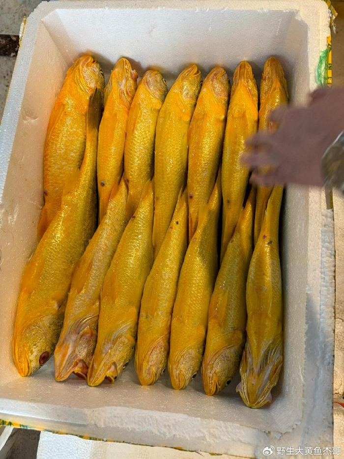 野生大黄鱼特征及野生大黄鱼肉质的讲解|口感|体色|鳍|鲜美|鳞片_新浪新闻