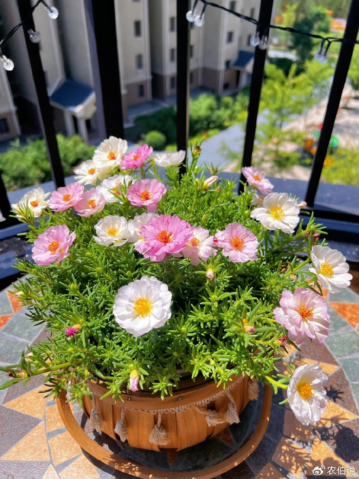 河南农村一大叔,在家"种出太阳花瀑布",引得无数大妈效仿