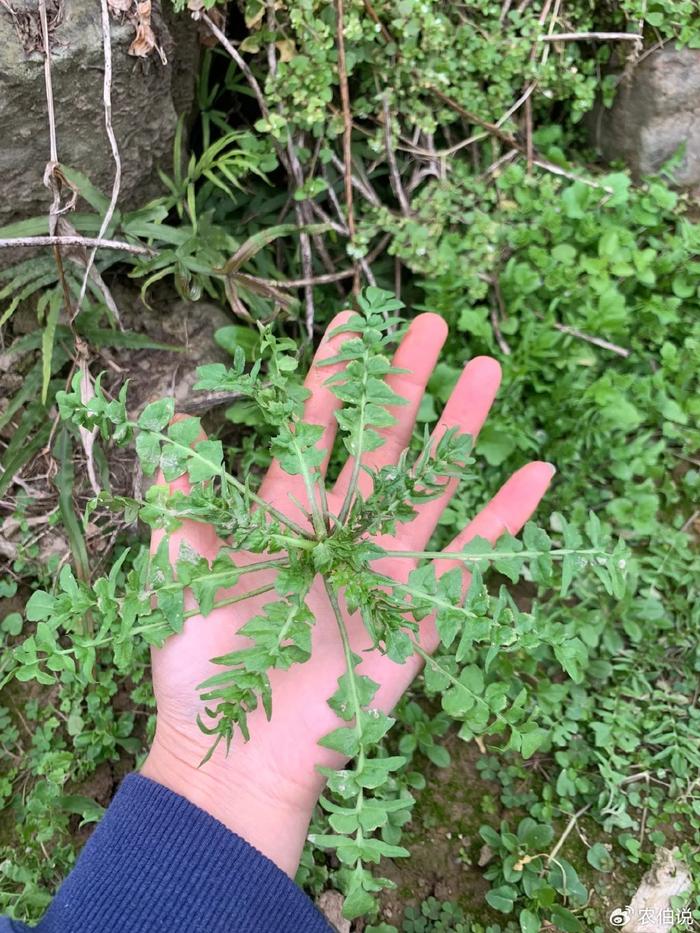 老过劲野菜图片图片