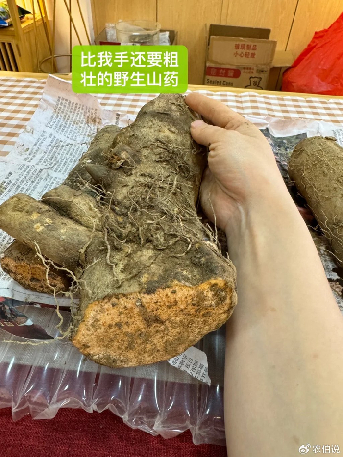 野菜|淮山药|野芹菜_新浪新闻