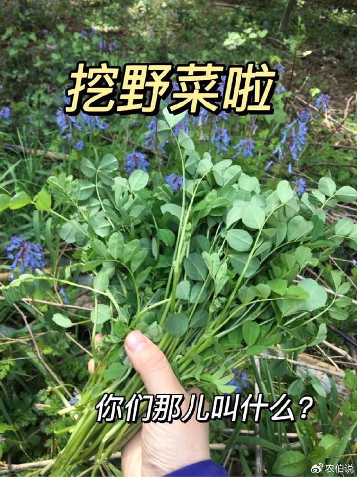 看看这些野菜