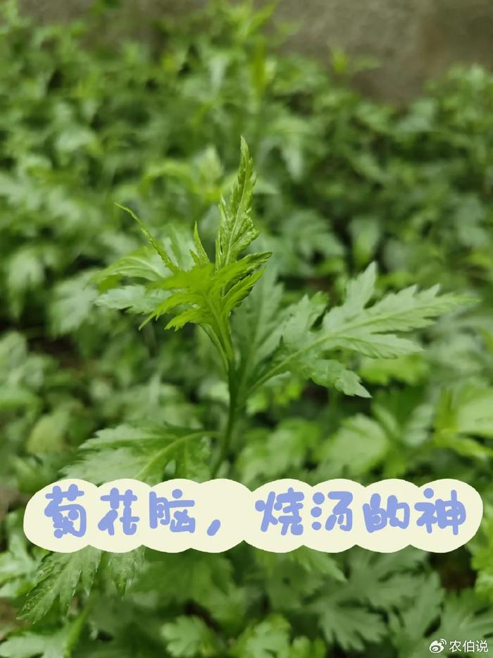 春天到了,30种常见野菜图片,遇到了认准了就挖回家吃吧