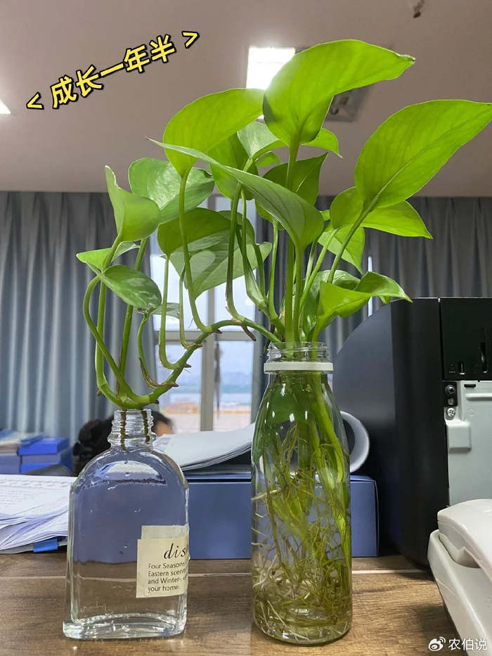 水培吊兰:吊兰和绿萝的生长习性差不多,所以在养殖的过程中,我们可以