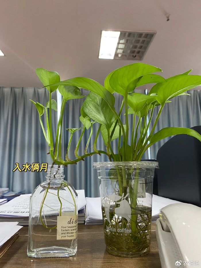 绿萝|酒瓶|花草_新浪新闻