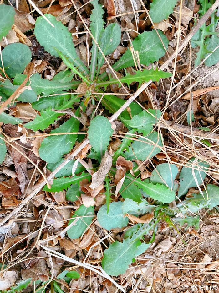 春天到了,30种常见野菜图片,遇到了认准了就挖回家吃吧