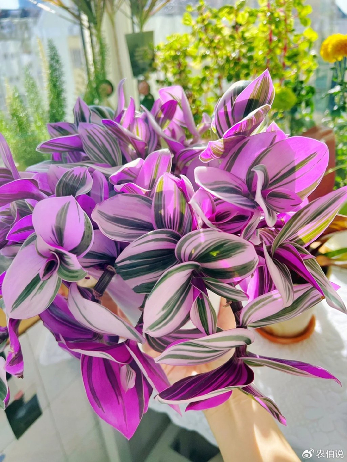 绿萝养烦了,试试这3种"垂吊花",5个月就长成"花帘子"|吊兰|仙人指