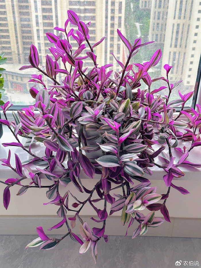 绿萝养烦了,试试这3种"垂吊花",5个月就长成"花帘子"|吊兰|仙人指