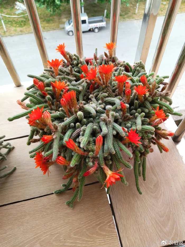 绿萝养烦了,试试这3种"垂吊花",5个月就长成"花帘子"|吊兰|仙人指